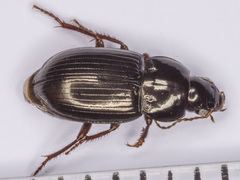 Amara glabrata