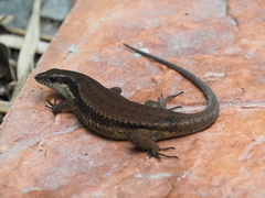 Eutropis rudis