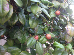 Camellia japonica