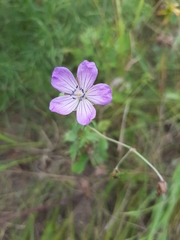Geranium collinum