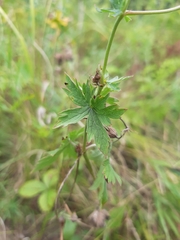 Geranium collinum