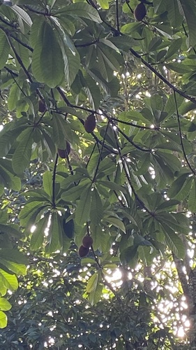 Foto de Abiu-doce