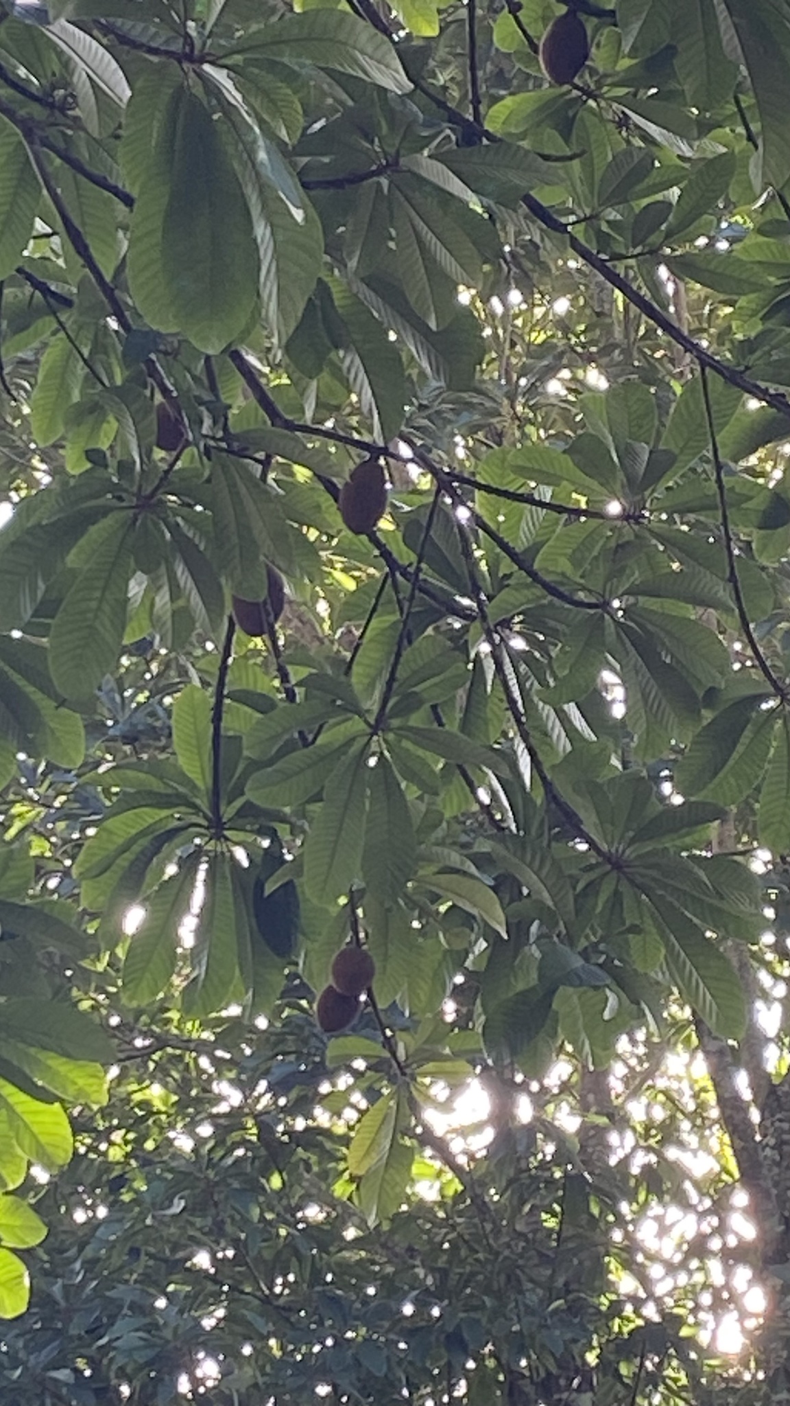 Imagem de Abiu-doce