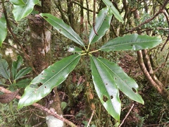 Daphniphyllum himalaense