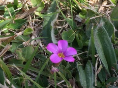 Oxalis ciliaris
