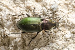 Poecilus kugelanni