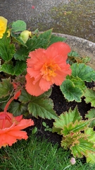 Begonia × tuberhybrida
