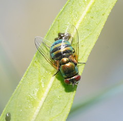 Neomyia lauta