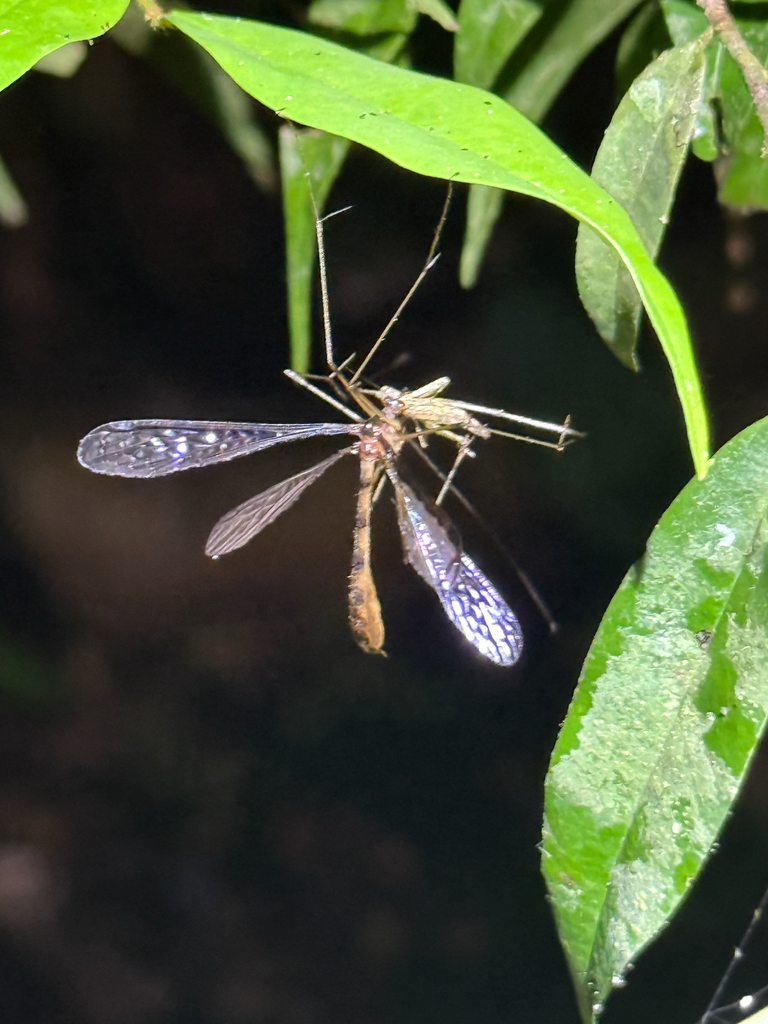 Nannobittacus
