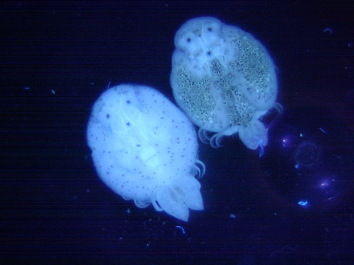 Argulus appendiculosus