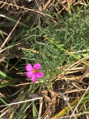 Oxalis ciliaris