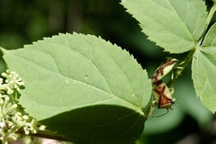 Elasmostethus atricornis