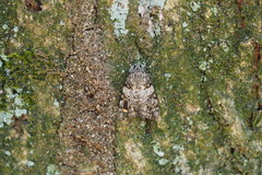 Catocala duplicata