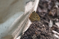 Neope goschkevitschii