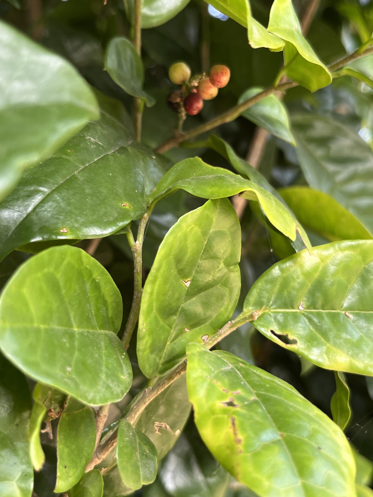 Imagem de Bacuri-sororoca