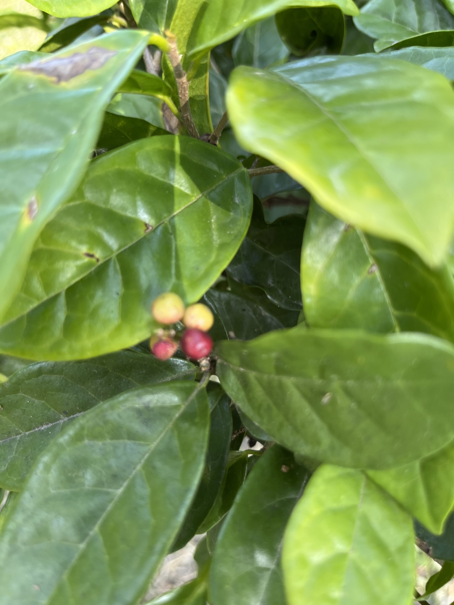 Imagem de Bacuri-sororoca