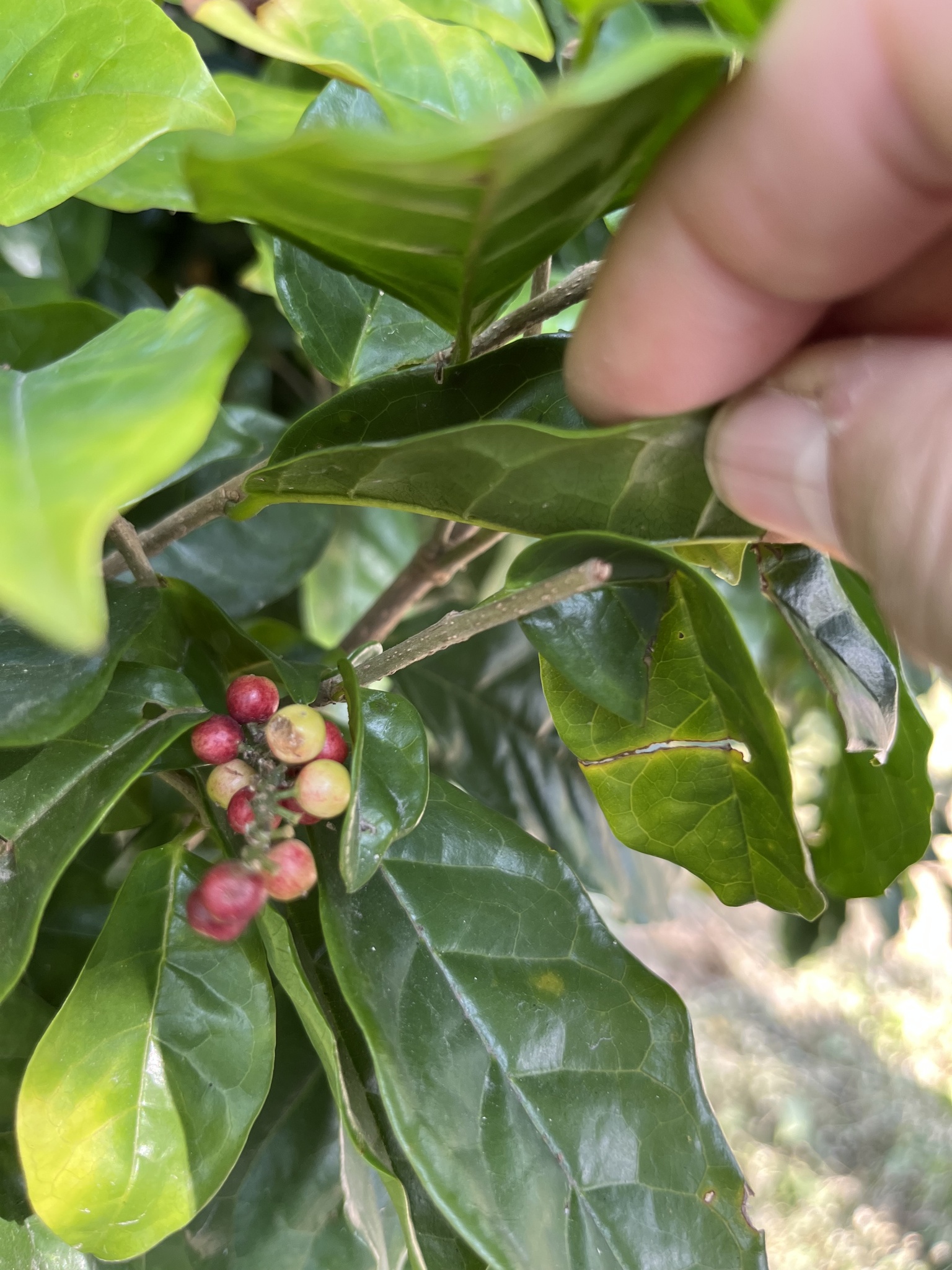 Imagem de Bacuri-sororoca