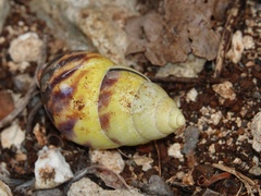 Amphidromus