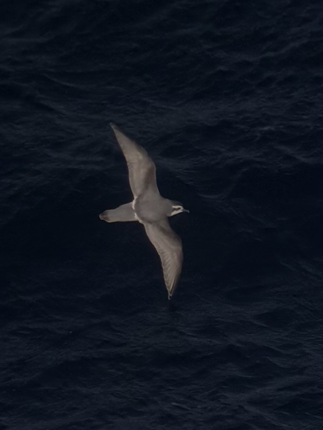 Slender-billed Prion (Pachyptila belcheri), photo 1