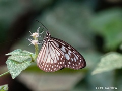 Ideopsis juventa