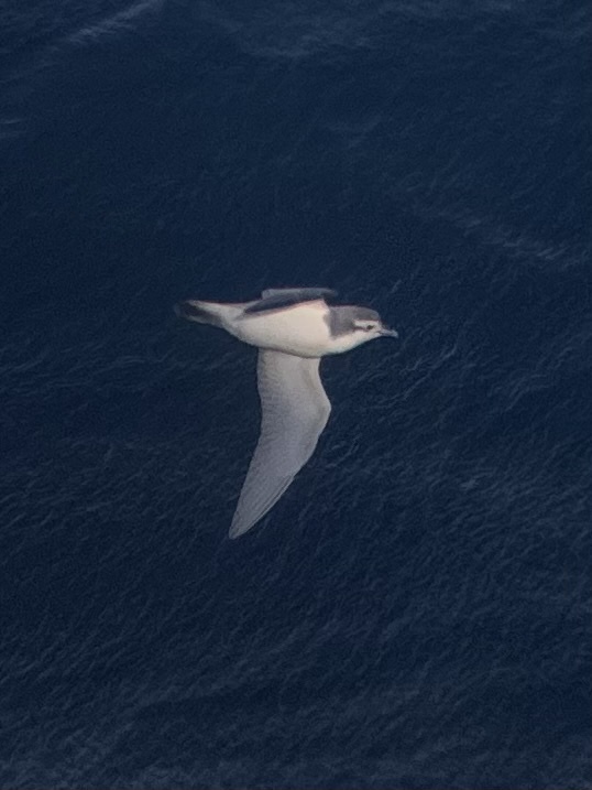Slender-billed Prion (Pachyptila belcheri), photo 2