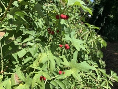 Bryonia cretica dioica