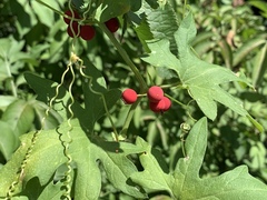 Bryonia cretica dioica