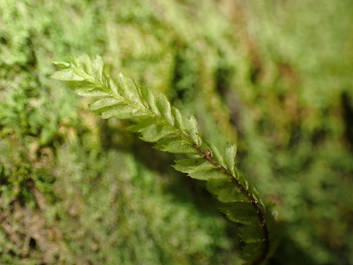 Plagiochila grossispina observed 2025-01-18