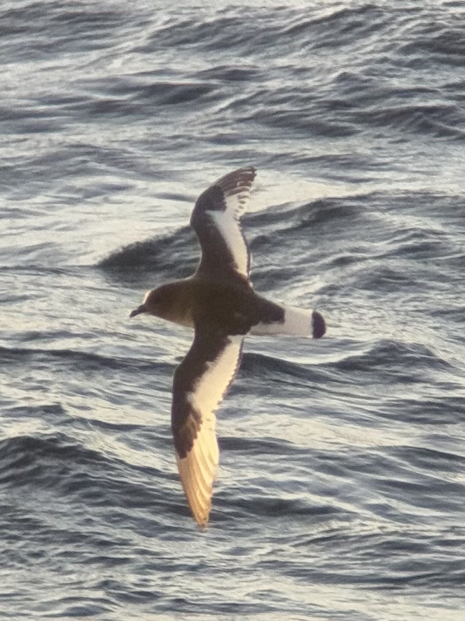 Antarctic Petrel (Thalassoica antarctica), photo 7