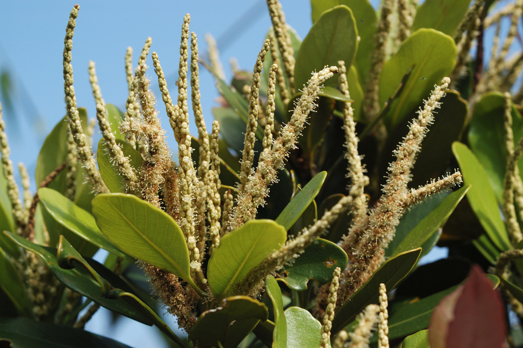 Lithocarpus formosanus