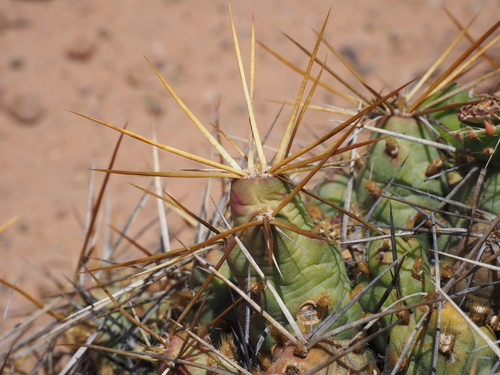 Cumulopuntia iturbicola (Cumulopuntia iturbicola)