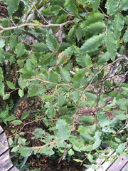 Fagus hayatae