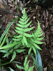 Coryphopteris castanea