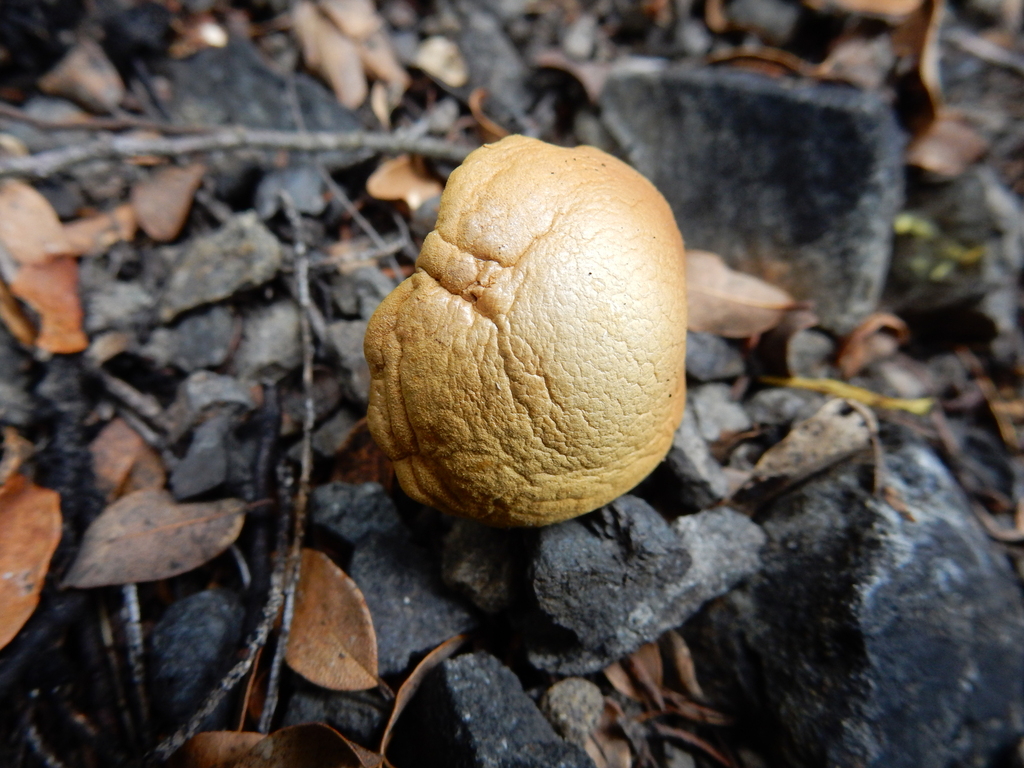 Chalciporus piperatus · January 2025 · photo: © rayjackson (iNaturalist, cc-by)