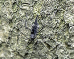 Lachnus tropicalis