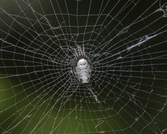 Cyclosa argenteoalba