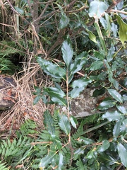 Quercus sessilifolia