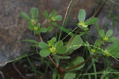Portulaca oleracea
