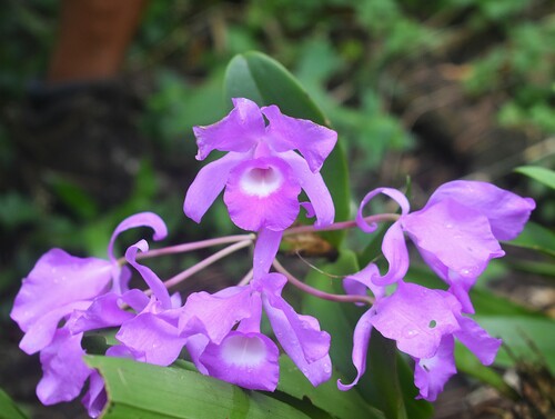 Orquídea chocolate