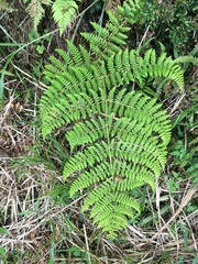 Dryopteris peranema