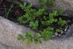 Portulaca oleracea