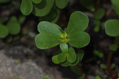 Portulaca oleracea