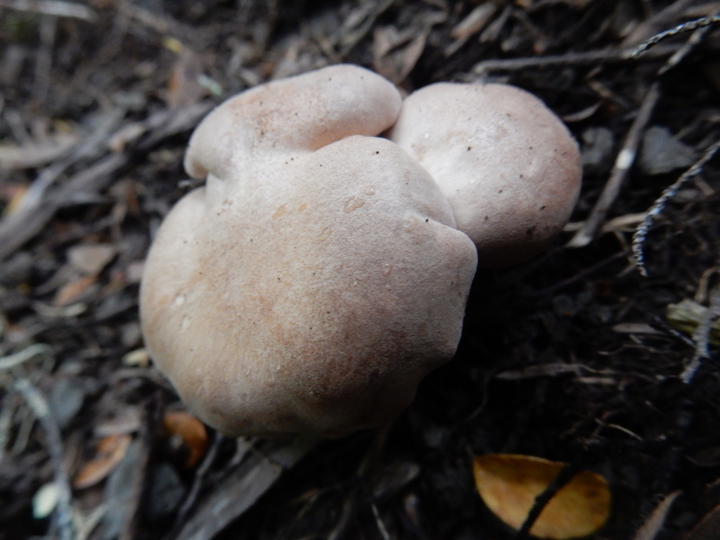 Rhodocybe piperita · January 2025 · photo: © rayjackson (iNaturalist, cc-by)