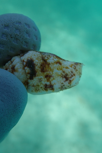 Strombus maculatus observed 2025-01-19