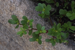 Portulaca oleracea