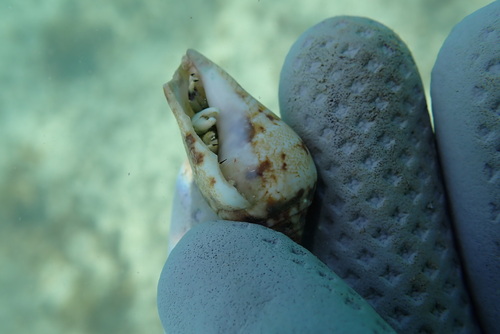 Strombus maculatus observed 2025-01-19
