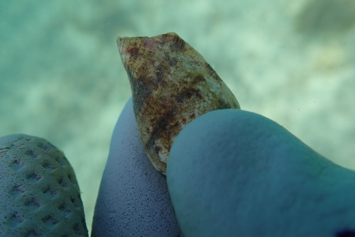 Strombus maculatus observed 2025-01-19