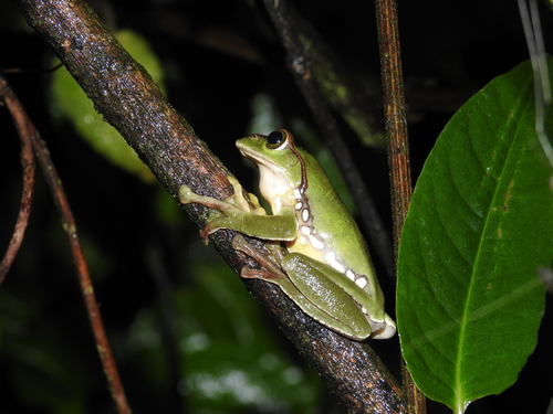 Burmese Gliding Treefrog, Zhangixalus burmanus