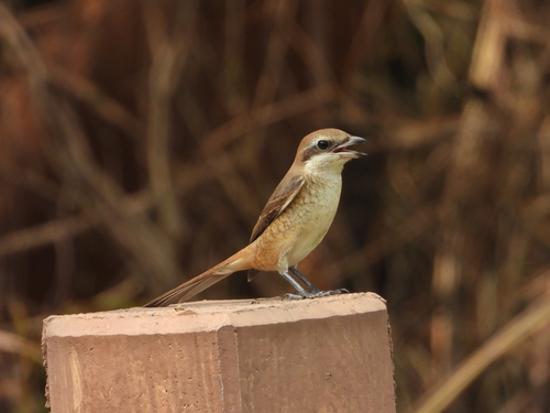 Alcaudón pardo (Lanius cristatus)