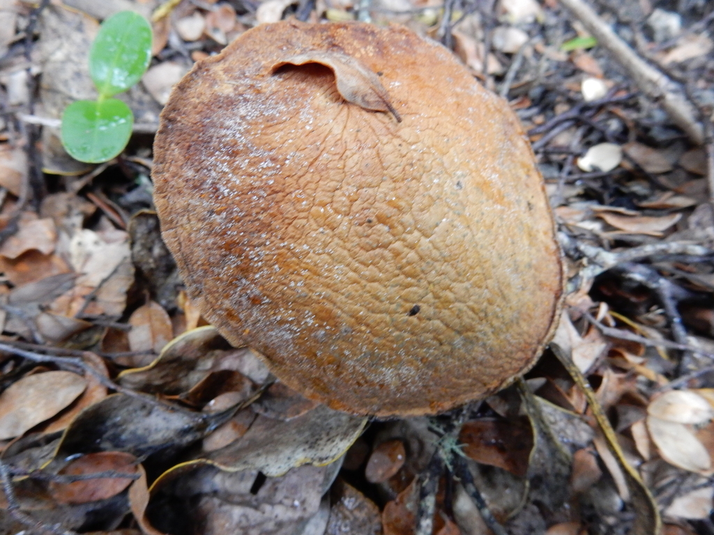 Chalciporus piperatus · January 2025 · photo: © rayjackson (iNaturalist, cc-by)